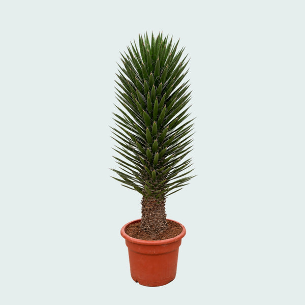 Yucca Filifera Australis Gartenpflanze - 180 cm