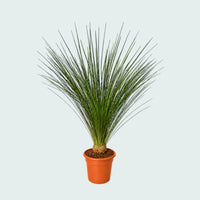 Dasylirion Longissimum - 140 cm