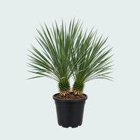 Yucca Rostrata double stem - 90 cm