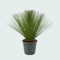 Dasylirion Longissimum - 110 cm