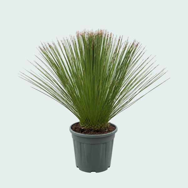 Dasylirion Longissimum Gartenpflanze - 110 cm