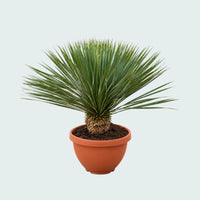 Yucca Rostrata in schaal - 100 cm