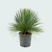 Yucca Linearifolia - 70 cm