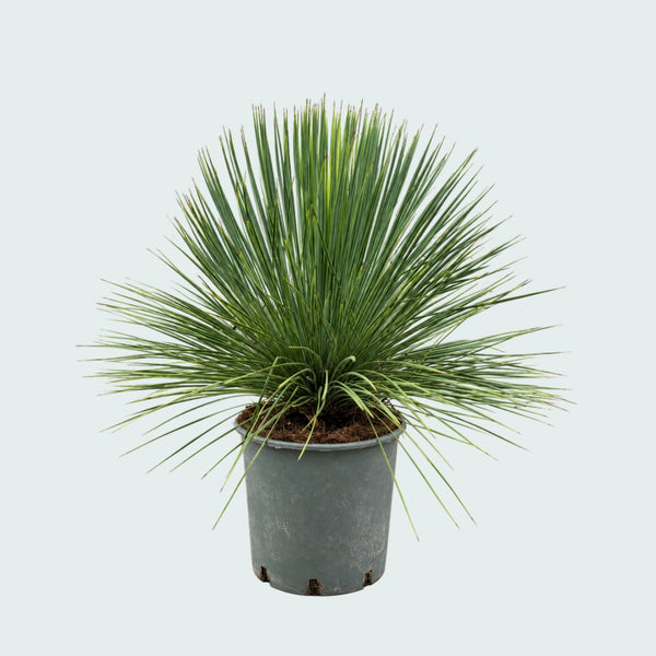 Yucca Linearifolia - 70 cm