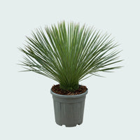 Yucca Linearifolia - 90 cm