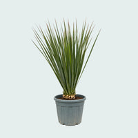 Nolina Hibernica - 140 cm