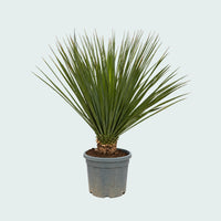 Nolina Hibernica - 160 cm