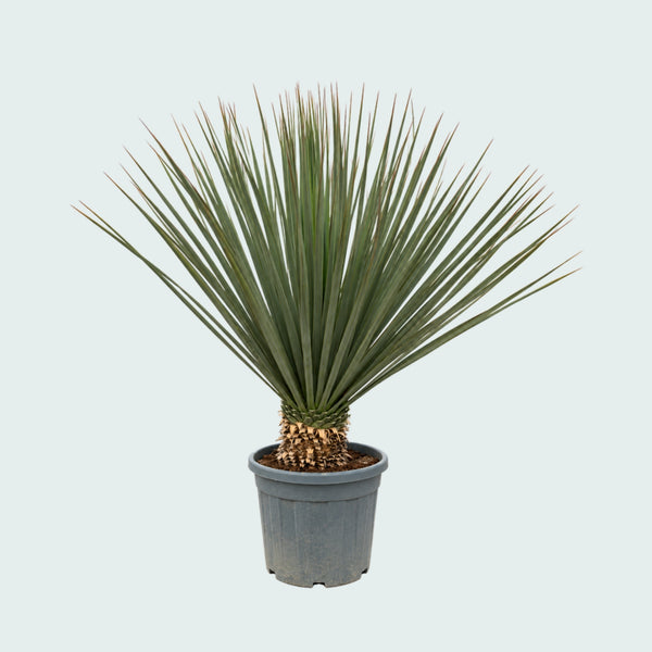 Nolina Hibernica Gartenpflanze - 180 cm