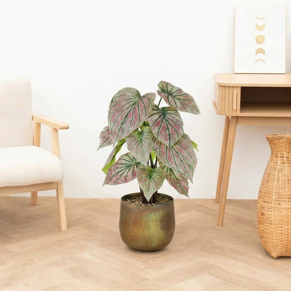 Kunst Caladium green / pink - 57cm kopen bij Green Bubble