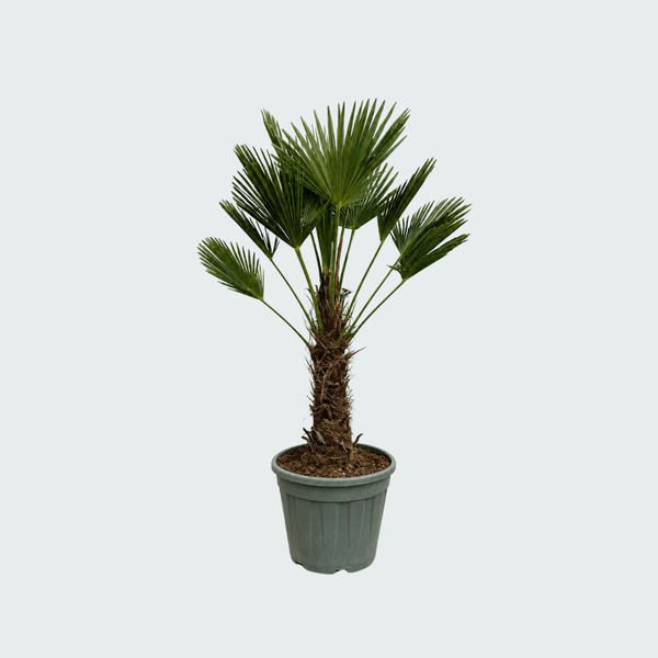 Trachycarpus Wagnerianus - 130cm kopen bij Green Bubble