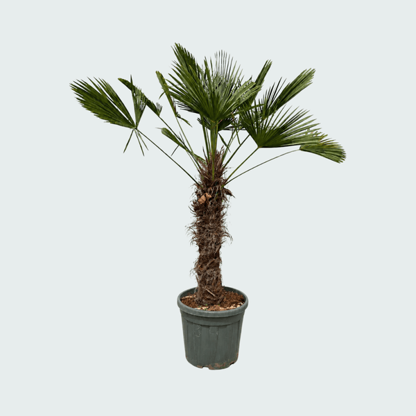 Trachycarpus Wagnerianus - 200cm kopen bij Green Bubble