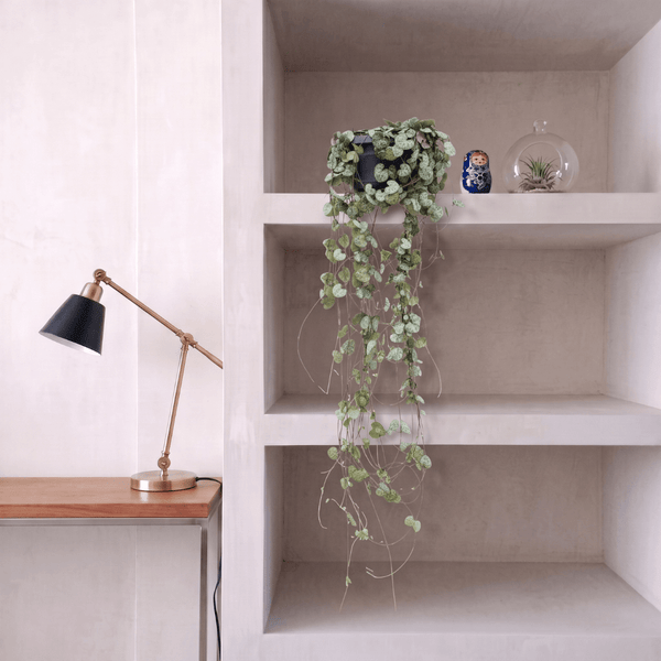 Hangplant Ceropegia Linearis 'Woodii' - 30cm kopen bij Green Bubble