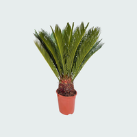 Cycas Revoluta - 80 cm