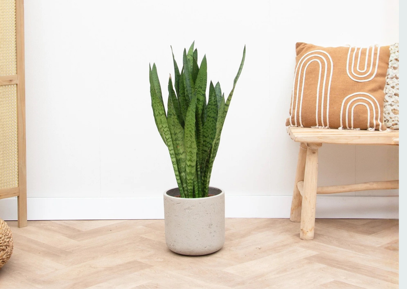 Verzorging Sansevieria verzorging - Green Bubble