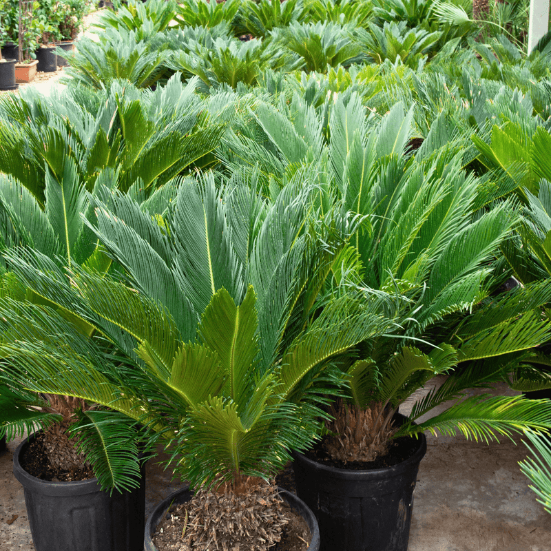 Pleje af Cycas Revoluta verzorging - Green Bubble