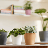 Pot Elho Brussels Round beige