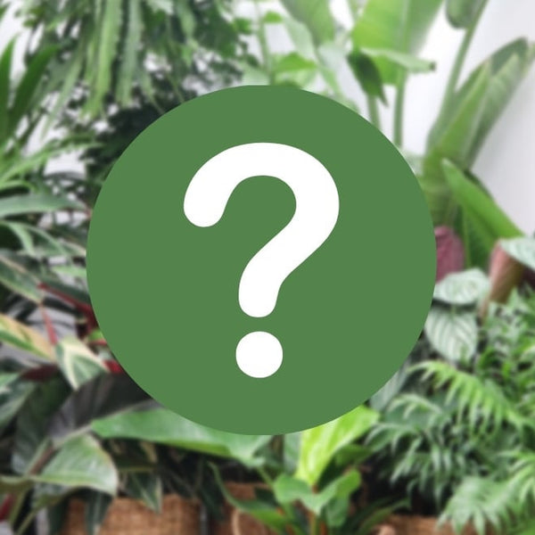Überraschungspflanze kopen bij Green Bubble