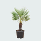 Product afbeelding 3