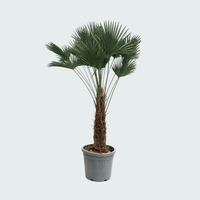 Trachycarpus Wagnerianus - 180cm