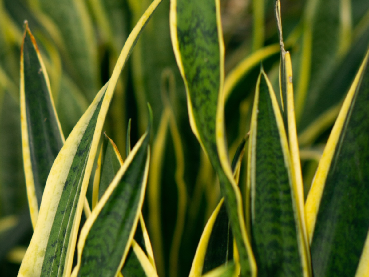 Verzorging Sansevieria verzorging - Green Bubble