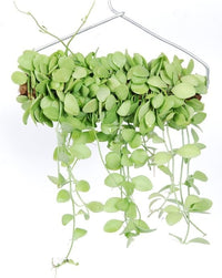 Hangingplant Dischidia Geri