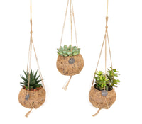 Mix Kokodama Succulent - 15cm