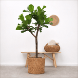 Product afbeelding 1