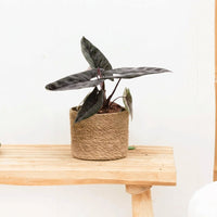 Alocasia Scalprum - 30cm