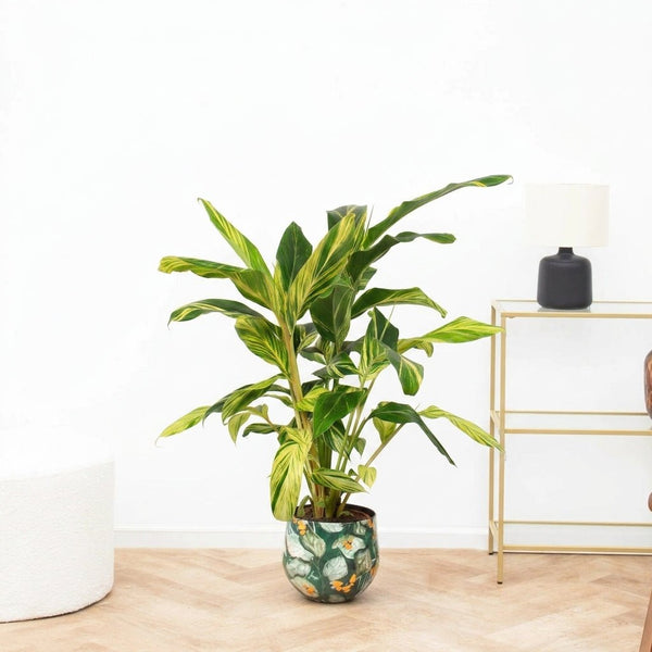 Alpinia variegata - 90cm kopen bij Green Bubble