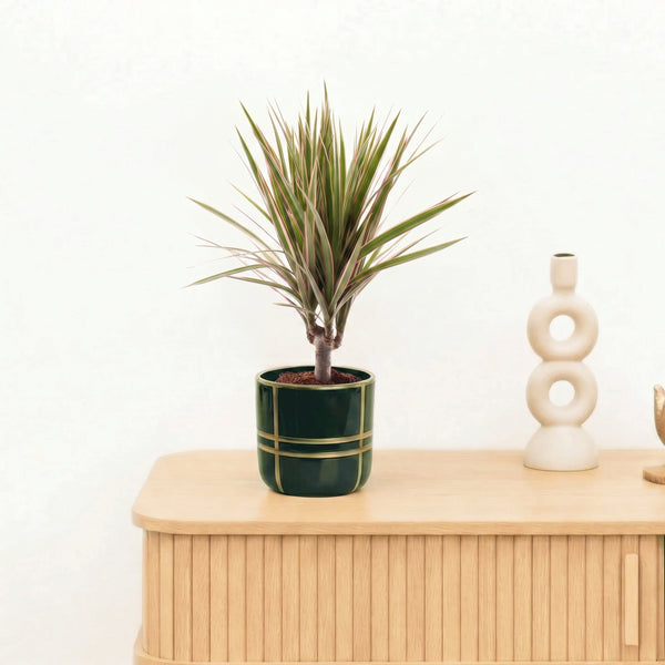 Bambino Dracaena Biocolor stam - 30 cm kopen bij Green Bubble