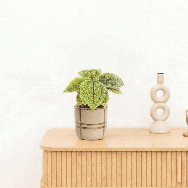 Bambino Pilea Moonvalley - 10 cm kopen bij Green Bubble