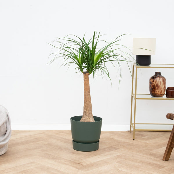 Beaucarnea - 100 cm kopen bij Green Bubble