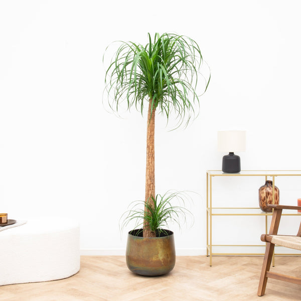 Beaucarnea XXL - 180 cm kopen bij Green Bubble