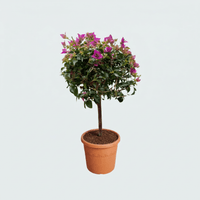 Bougainvillea op stam - 90cm