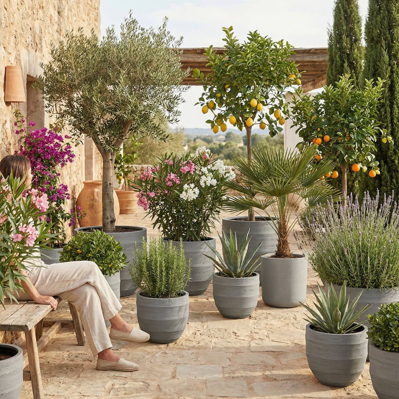 ¡Descubre nuestras plantas de exterior!