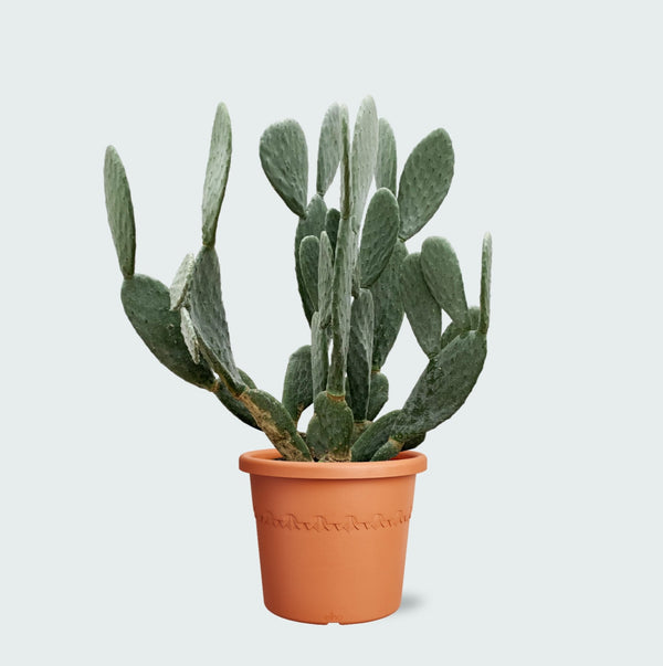 Cactus Opuntia - 140cm kopen bij Green Bubble