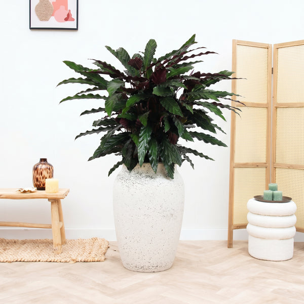 Calathea rufibarba 'Wavestar' - 90cm kopen bij Green Bubble