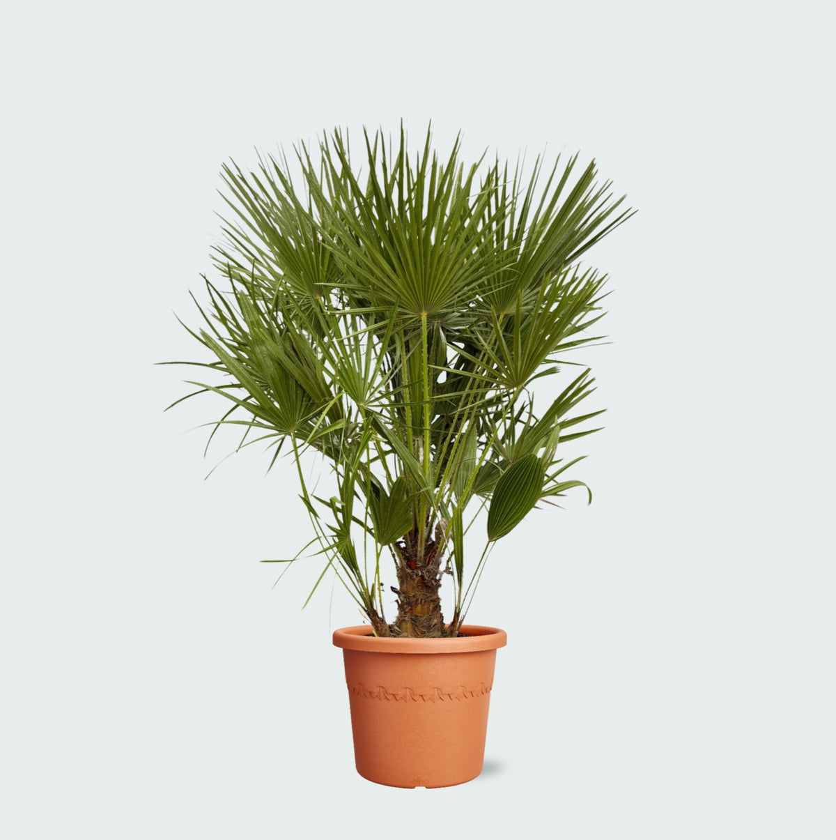 Pielęgnacja Chamaerops Humilis verzorging - Green Bubble