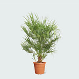 Product afbeelding 1