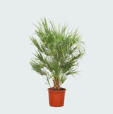 Product afbeelding 2