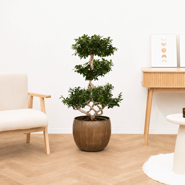 Ficus Microcarpa Ginseng chinese knol - 110 cm kopen bij Green Bubble