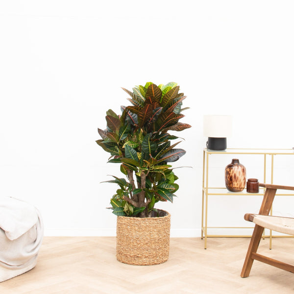 Codiaeum Petra   - 140cm  kopen bij Green Bubble