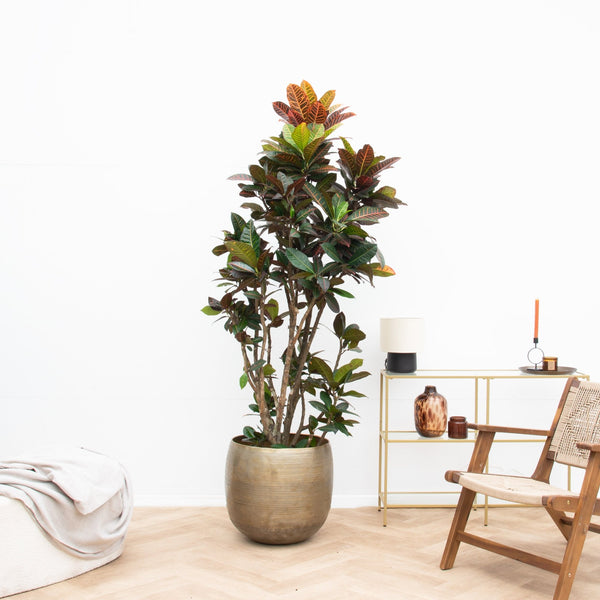 Codiaeum Petra   - 210cm kopen bij Green Bubble