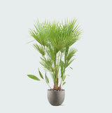 Product afbeelding 4
