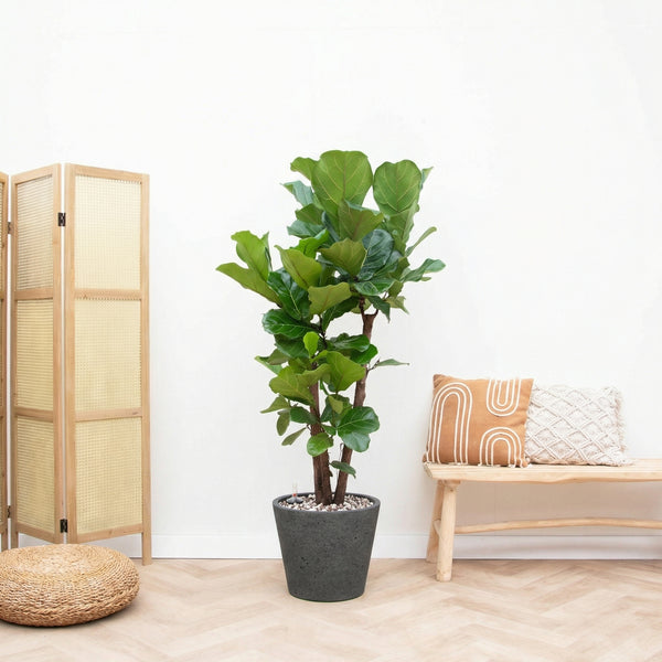 Combi deal - Ficus Lyrata Vertakt inclusief pot Bucket - 200cm kopen bij Green Bubble