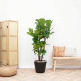 Product afbeelding 3