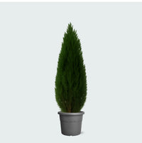 Cupressus - 100cm