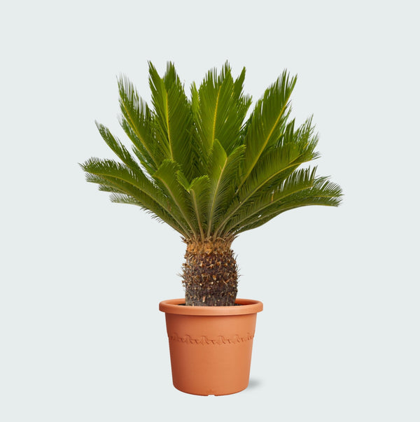 Cycas Revoluta - 140cm kopen bij Green Bubble
