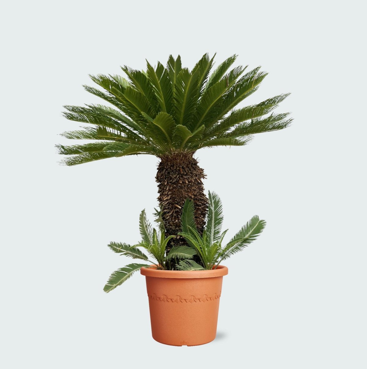 Pleje af Cycas Revoluta verzorging - Green Bubble