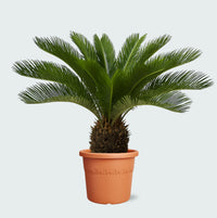 Cycas Revoluta - 70 cm